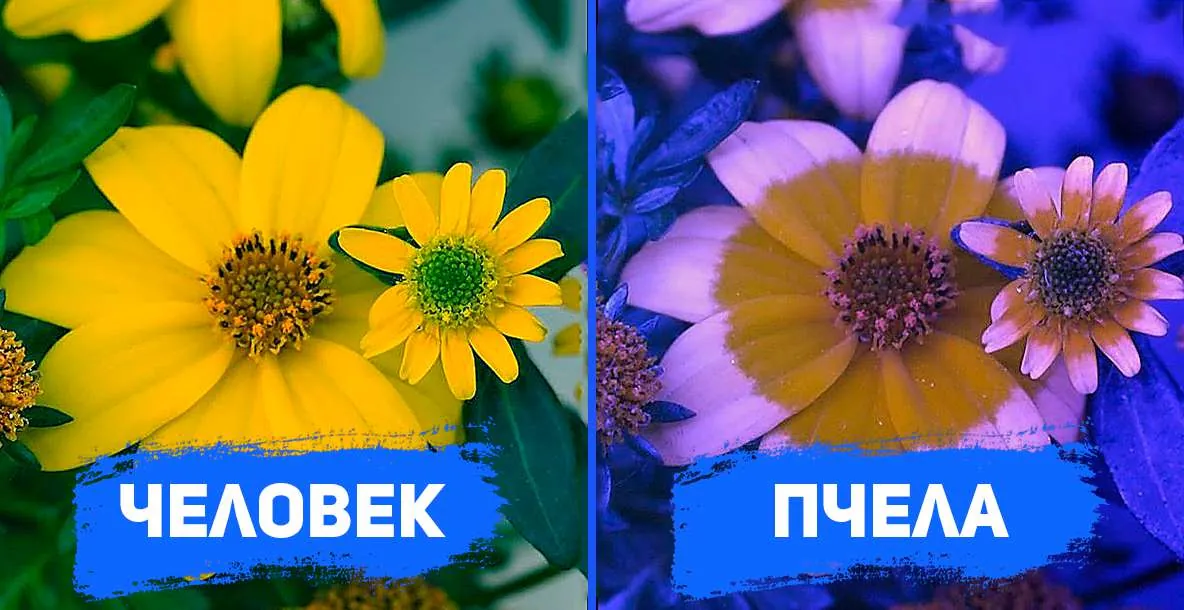 Один и тот же цветок глазами человека и пчелы